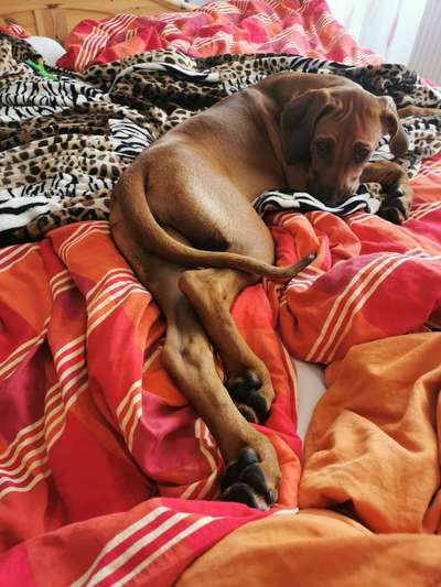 Rhodesian Ridgeback-Beitrag-Bild