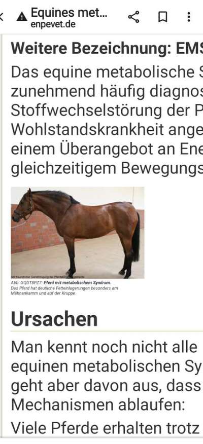 Rhodesian Ridgeback-Beitrag-Bild