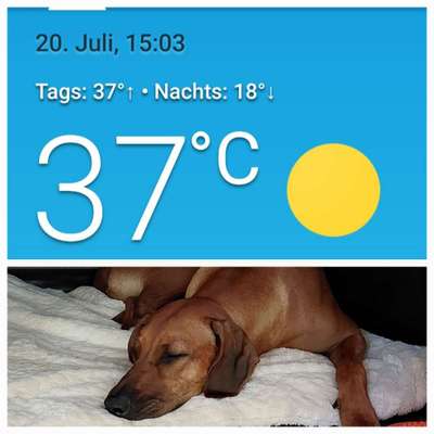 Rhodesian Ridgeback-Beitrag-Bild