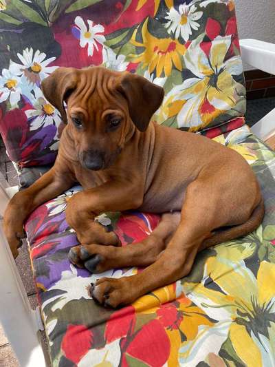 Rhodesian Ridgeback-Beitrag-Bild