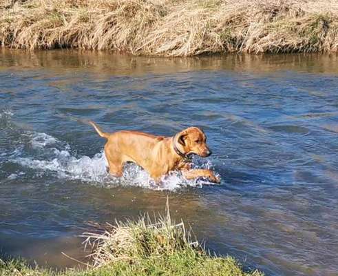 Rhodesian Ridgeback-Beitrag-Bild