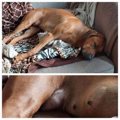 Rhodesian Ridgeback-Beitrag-Bild