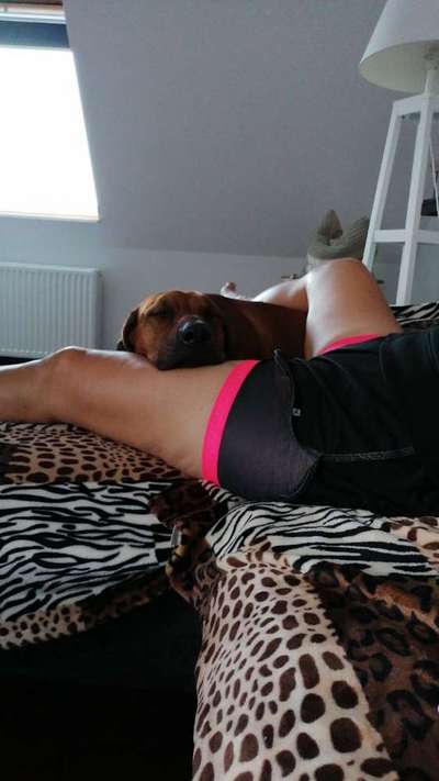 Rhodesian Ridgeback-Beitrag-Bild