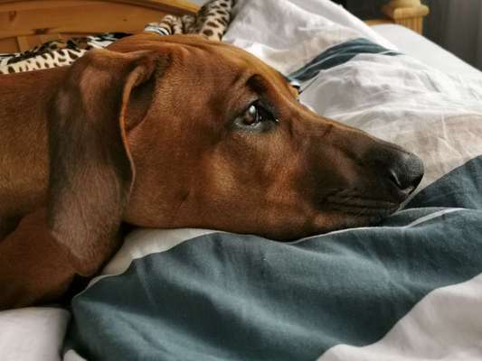 Rhodesian Ridgeback-Beitrag-Bild