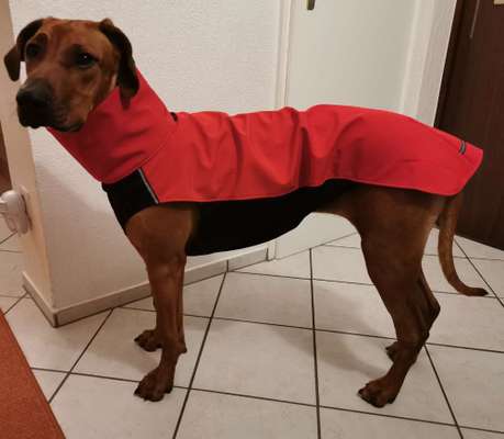 Rhodesian Ridgeback-Beitrag-Bild