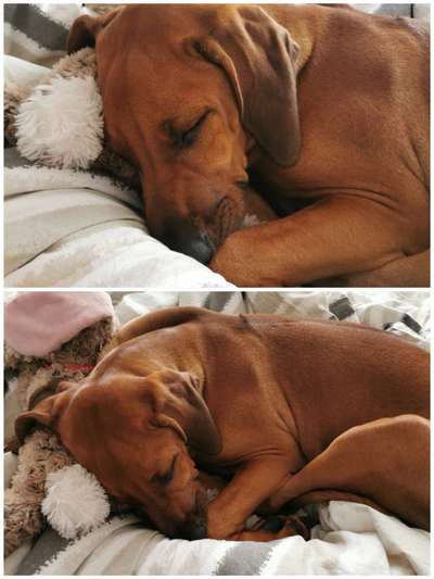 Rhodesian Ridgeback-Beitrag-Bild
