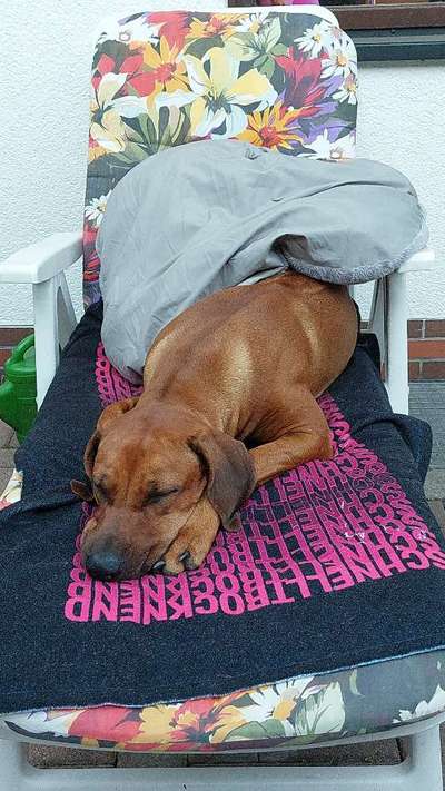 Rhodesian Ridgeback-Beitrag-Bild