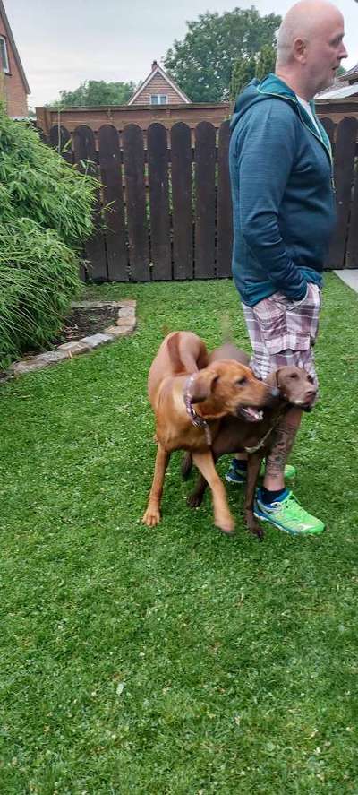 Rhodesian Ridgeback-Beitrag-Bild