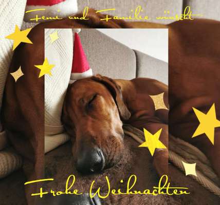 Rhodesian Ridgeback-Beitrag-Bild