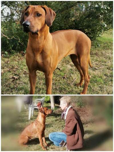 Rhodesian Ridgeback-Beitrag-Bild