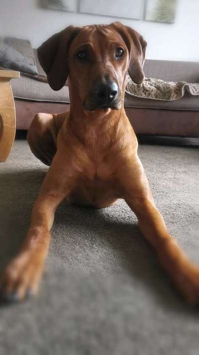 Rhodesian Ridgeback-Beitrag-Bild