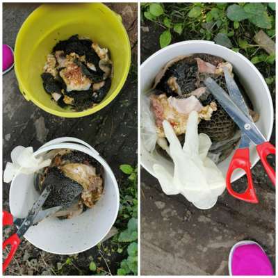 Rhodesian Ridgeback-Beitrag-Bild