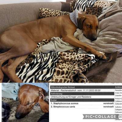 Rhodesian Ridgeback-Beitrag-Bild