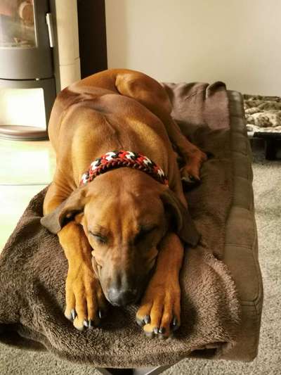 Rhodesian Ridgeback-Beitrag-Bild