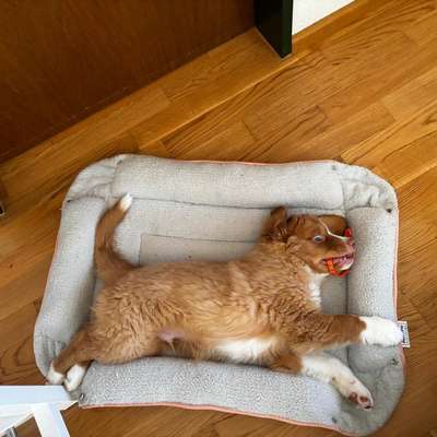 Hundetreffen-Playdate für Welpen-Bild