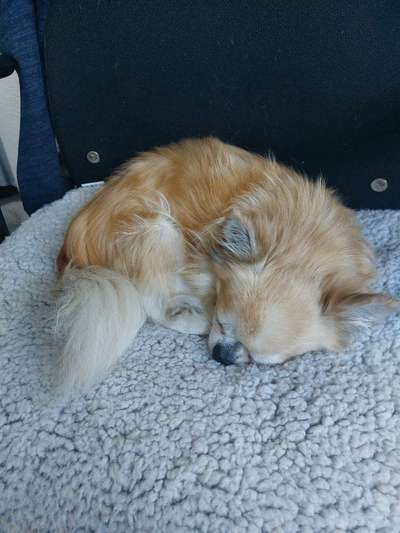 Wo sind die Chihuahua Besitzer ?-Beitrag-Bild