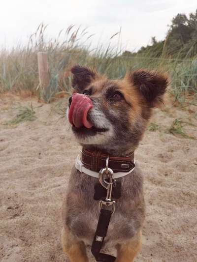 Die Dogorama Wochen Challenge: “Dein Hund im Urlaub”-Beitrag-Bild