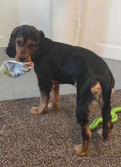 Wie heißt dein Hund?-Beitrag-Bild