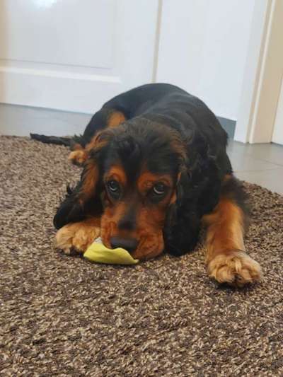 Wie heißt dein Hund?-Beitrag-Bild