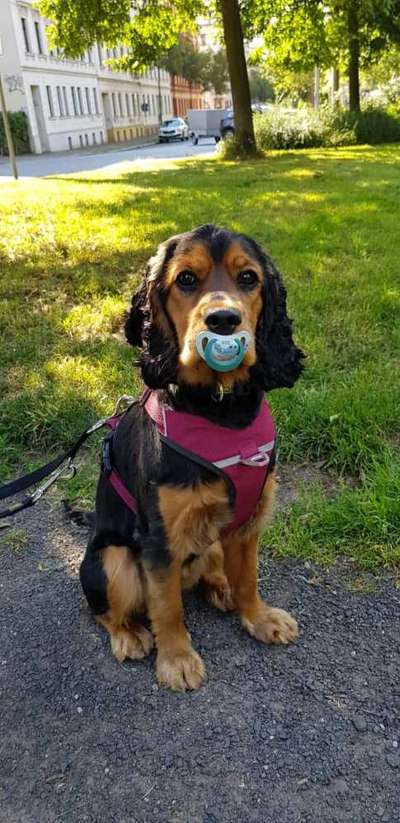 Dogorama Photo Challenge - Zufallsfund beim Gassi-Beitrag-Bild