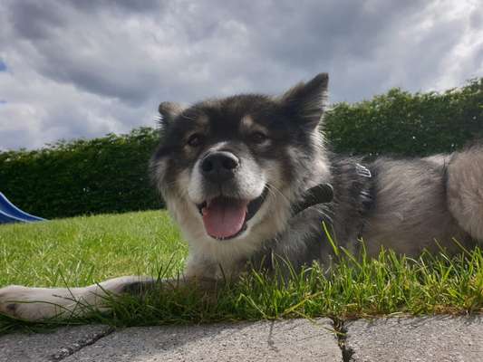 Die Dogorama Monats Challenge "Es grünt und blüht"-Beitrag-Bild