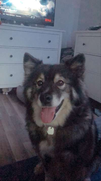 Mischlingshunde Foto Aufruf-Beitrag-Bild