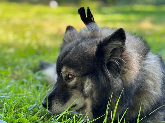 Die Dogorama Kalender Challenge Titelbild-Beitrag-Bild