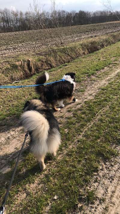 Mein Hund will andere Hunde von sich fern halten-Beitrag-Bild