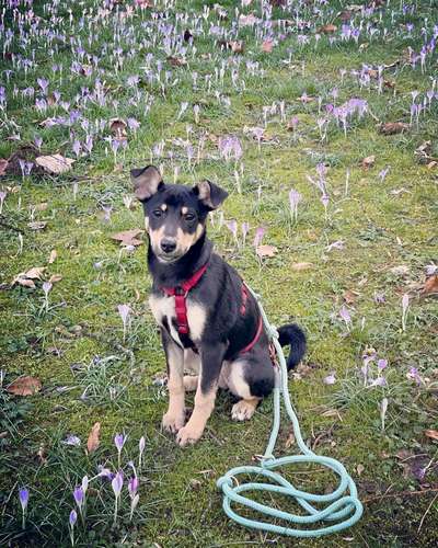 Mischlingshunde Foto Aufruf-Beitrag-Bild