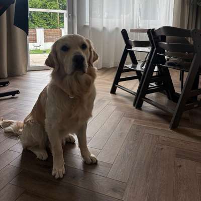 Hundetreffen-Spiel und Trainingspartner-Bild