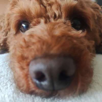 Hundetreffen-Hundetreffen 1-3 x pro Monat