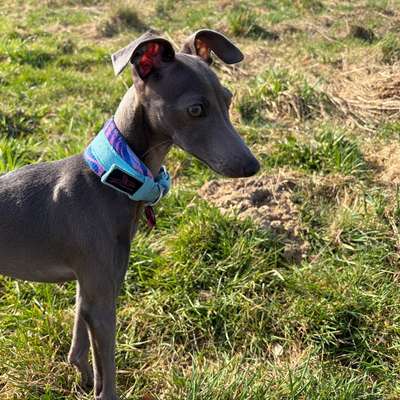Hundetreffen-Ital. Windspiel Hündin sucht Windspiel Freund/In-Bild