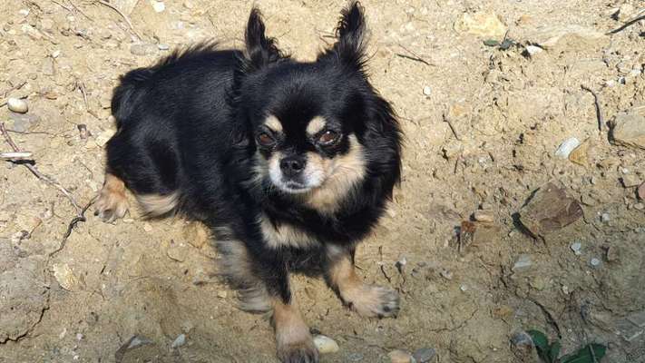 Hundetreffen-Chihuahua Kleinhundetreffen-Bild