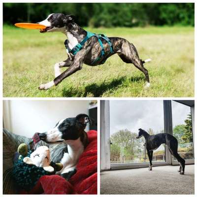 Windhunde - Treffen der besonderen Schönheiten
HERZLICH WILLKOMMEN-Beitrag-Bild