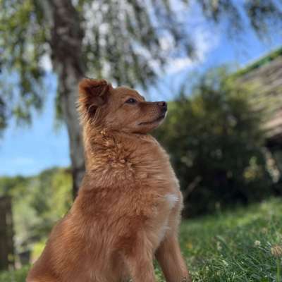 Hundetreffen-Gassirunden Partner und Hundefreund gesucht-Bild