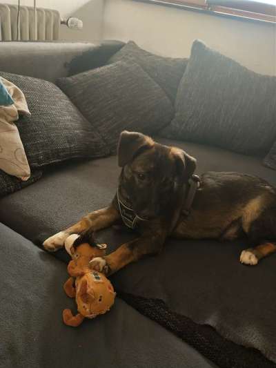 Mischlingshunde Foto Aufruf-Beitrag-Bild