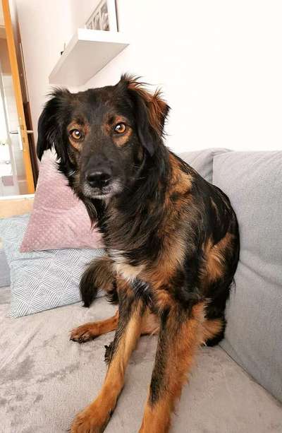 Auslandstierschutz-Beitrag-Bild