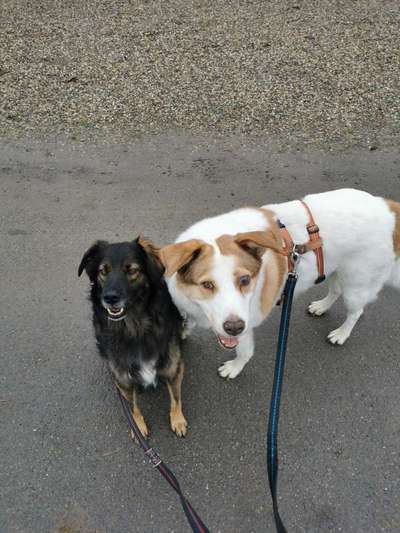 Auslandstierschutz-Beitrag-Bild