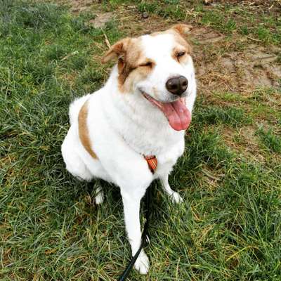 Auslandstierschutz-Beitrag-Bild