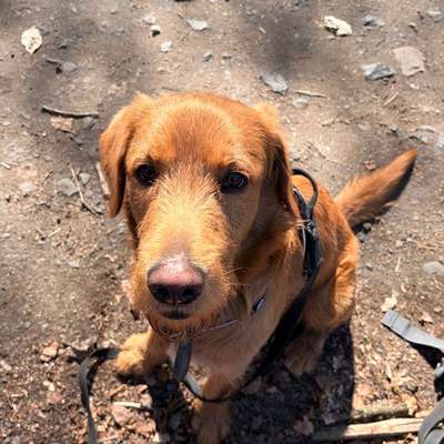 Hundetreffen-Social Walk-Bild