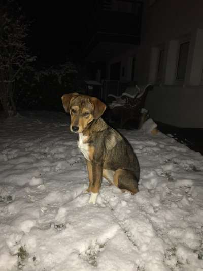 Dogorama Photo Challenge - Es wird nochmal kalt!-Beitrag-Bild