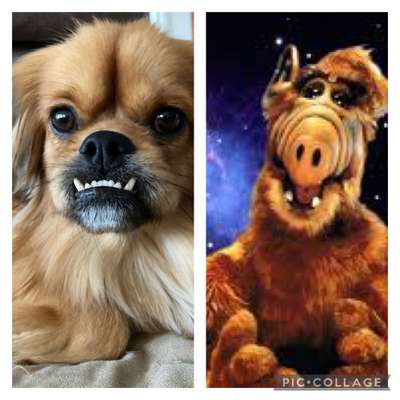 Wie heißt dein Hund?-Beitrag-Bild