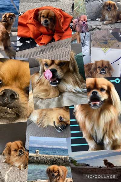 Fotocollage-Beitrag-Bild