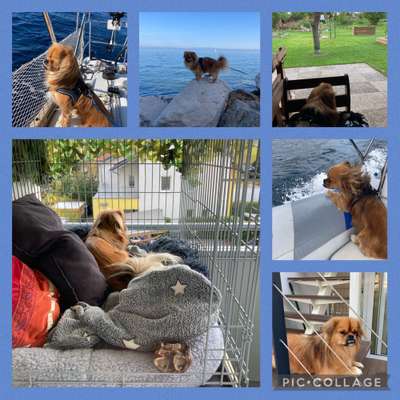 Fotos &Collagen: Beobachtungsposten-Beitrag-Bild