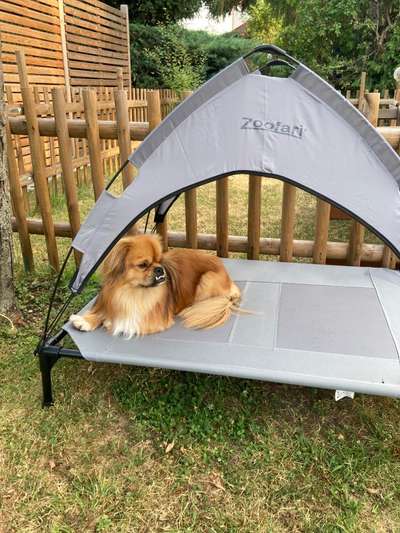 Dogorama Photo Challenge - Schattiges Plätzchen-Beitrag-Bild