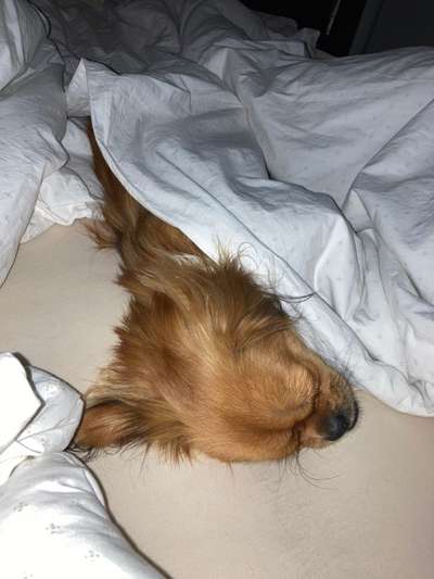 Gemeinsames Kuscheln im Bett!-Beitrag-Bild