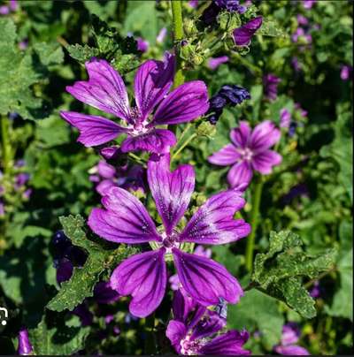 Käsepappel (Malve)-Beitrag-Bild