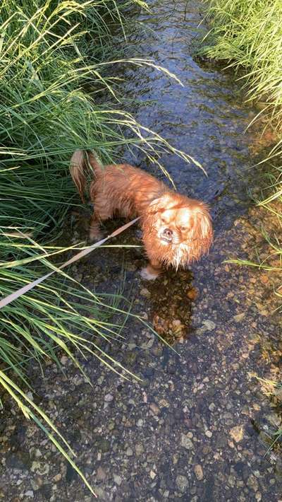 Dogorama-Monats-Challenge-Mai "Wasser"-Beitrag-Bild