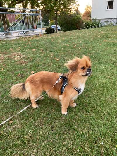 Fotochallenge Nr 50 Vom Winde verweht-Beitrag-Bild