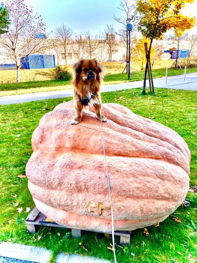 Handy-Foto-Challange Nr.9-Beitrag-Bild